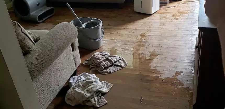 Professional Basement Water Remediation Services in Ellijay, GA
