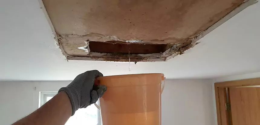 Ceiling Mold Repair Ellijay 
